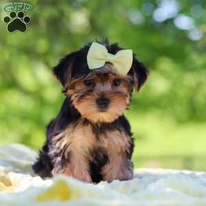 Miley, Yorkie Puppy